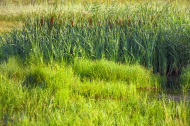 Bataklık sahne yeşil reed ile