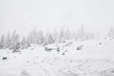 kış kar fırtınası ve köknar ağaçları