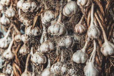 arka plan kadar yakın sarımsak