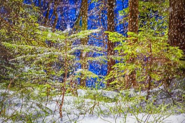 Paisagem Inverno Com Neve Caindo Floresta — Fotografia de Stock