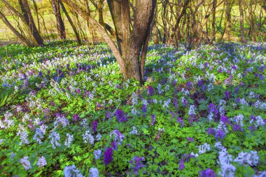 bahar çiçegi çayır üzerinde