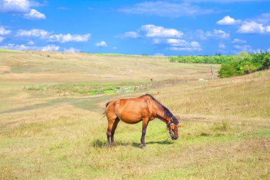 yaz çayır kahverengi ata