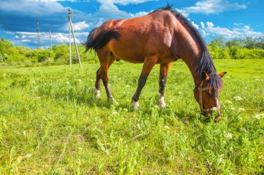 Yaz aylarında otlatma at