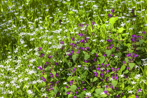 Fresco Primavera Fiori Sfondo — Foto Stock