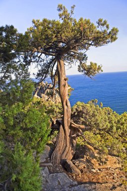 Eski tropik ağaç cliif deniz kenarında yetişen 