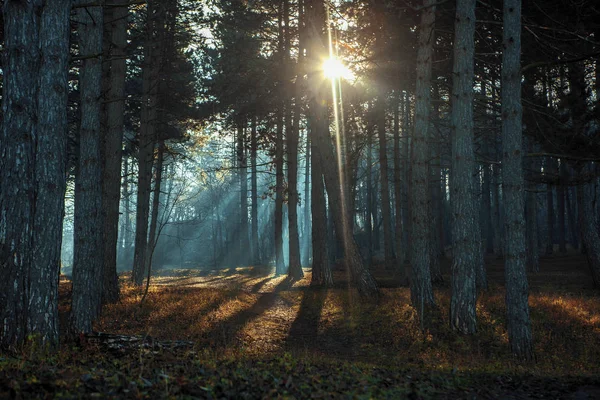 Весняні Пейзажі Сонячним Світлом Лісі — стокове фото
