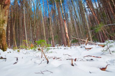 kışın uzun boylu Çam ormanıyla 