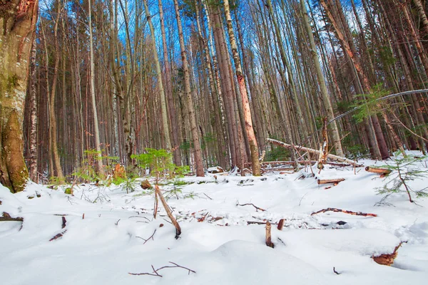 kışın uzun boylu Çam ormanıyla 