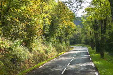 ağaçların arasında asfalt yol