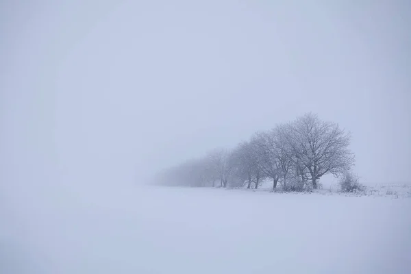 Δέντρα Στην Ομίχλη Χειμώνα — Φωτογραφία Αρχείου