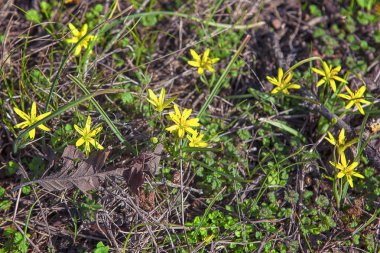 Bahar sezonu arka plan sarı kır çiçekleri ile