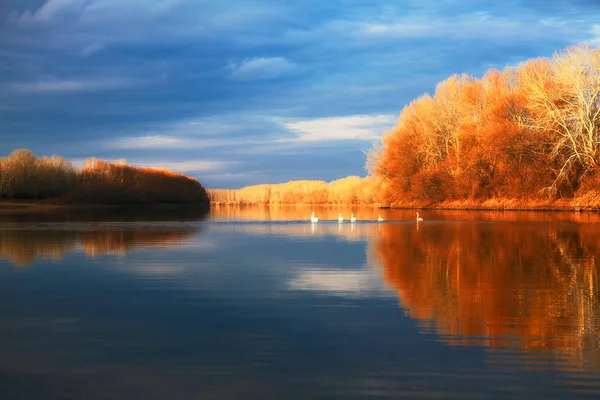 Осенняя Природная Сцена Лебедями — стоковое фото