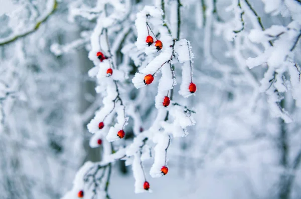 Red Berry Covered Hoarfrost — Stock Photo, Image