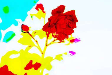 Banner tasarımı kırmızı gül 