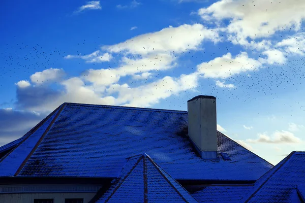Aves Volando Sobre Casa Con Techo Cubierto Nieve —  Fotos de Stock
