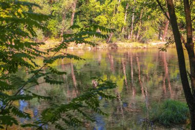 güzel doğa orman ve göl ile bahar 