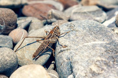 Çekirge taşlar üzerinde