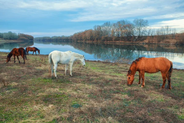 Vahşi Atlar Nehir Kıyısında Otlatma — Stok fotoğraf