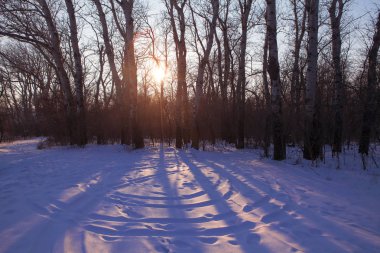 Kış ormanında güneş ışığı