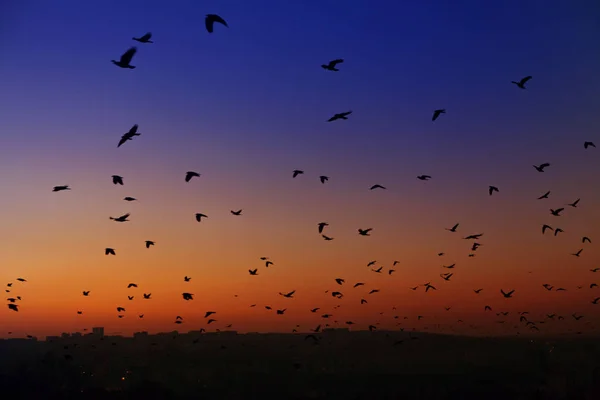 Vogelschwarm Fliegt Der Dämmerung Blauen Himmel — Stockfoto