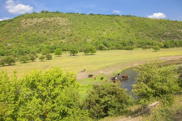 放牧牛の緑の牧草地の航空写真 — ストック写真