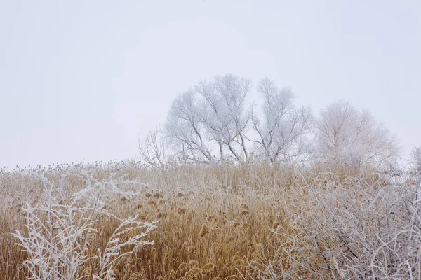 Χειμώνας Φύση Την Άγρια Φύση Στην Παγετός — Φωτογραφία Αρχείου