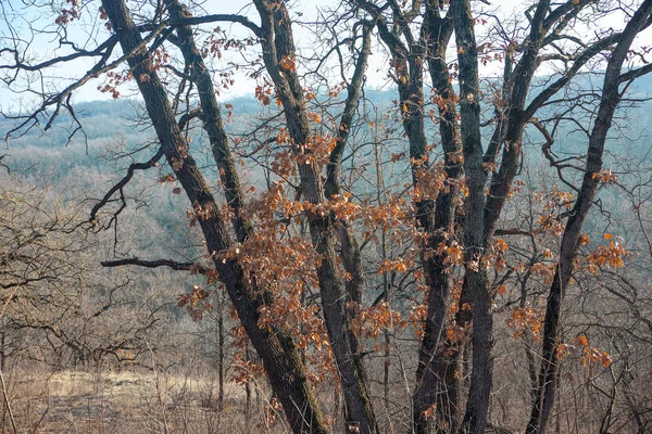 Paisagem Outono Com Árvores Folhas Secas — Fotografia de Stock