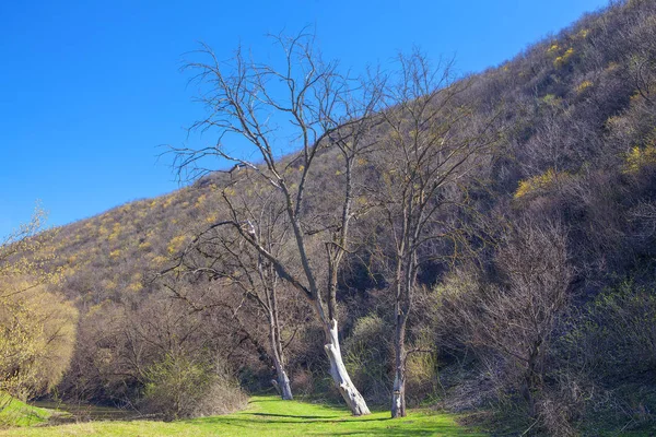 Ilkbaharda Ağaçlar Ile Taze Doğal Sahne — Stok fotoğraf