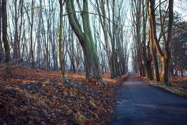 Primavera Nel Parco — Foto Stock