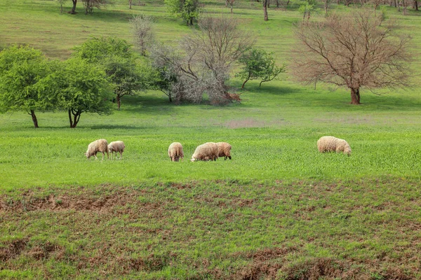 Вівці Зеленому Лузі — стокове фото