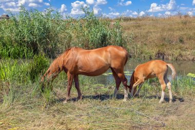 iki at anne ve bebek