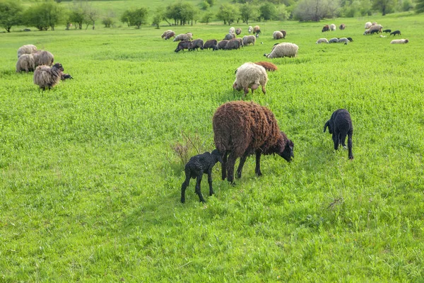 Вівці Стоять Зеленому Полі — стокове фото