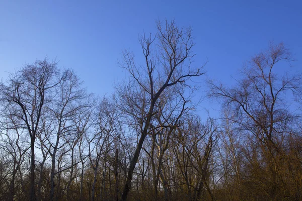 Ανοιξιάτικα Δέντρα Και Μπλε Ουρανός — Φωτογραφία Αρχείου