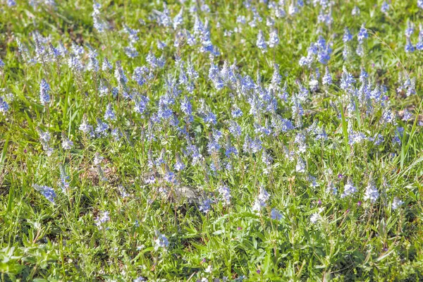 Frische Wildblumen Die Frühling Wachsen — Stockfoto