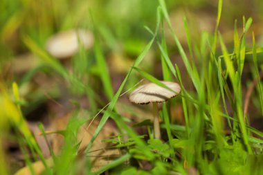 Yeşil çimlerde mantar