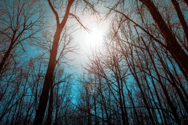 Mavi gökyüzü ve güneş sabah karşı boş ağaçlar