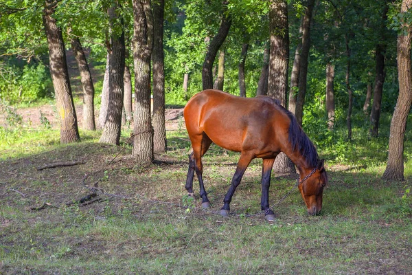 Cavalo Marrom Floresta — Fotografia de Stock