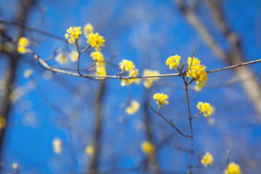 ağaçlar üzerinde sarı çiçek