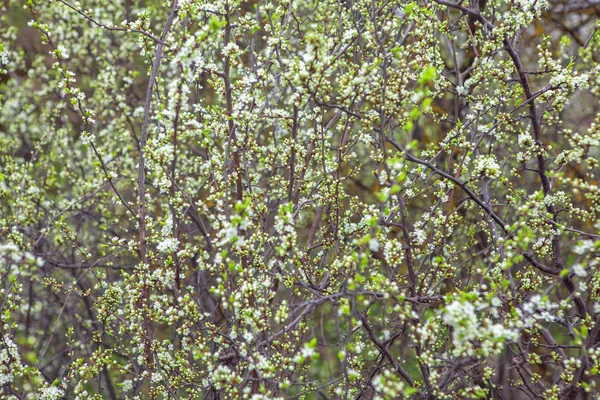 Flores Capullos Primavera — Foto de Stock