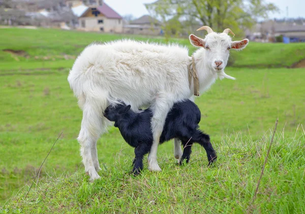 Geit Jongeren Lam Groene Weide — Stockfoto