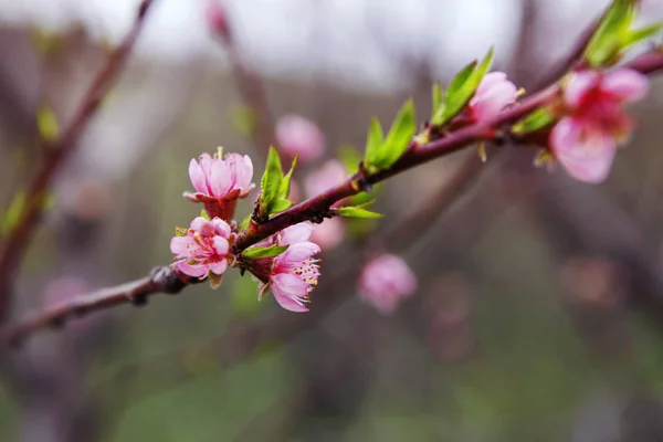 Fleurs Roses Fraîches Pomme Fleurissant Printemps — Photo