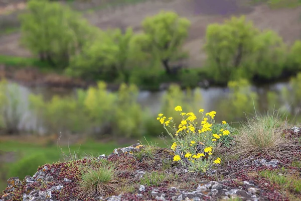 Żółte Kwiaty Klifie — Zdjęcie stockowe