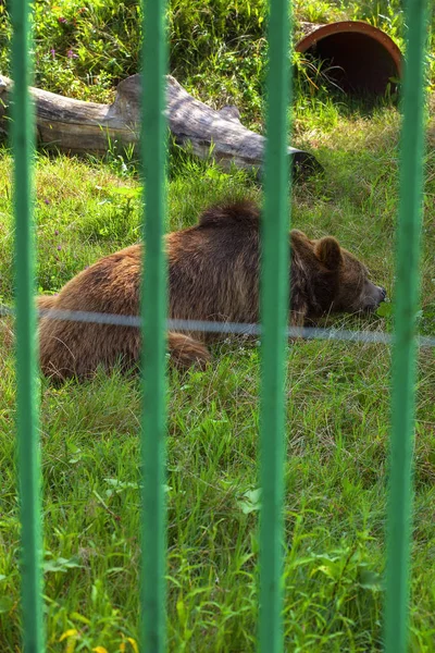Медведь Клетке — стоковое фото
