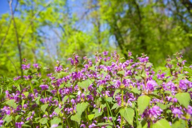 çiçekler bahar görünümü