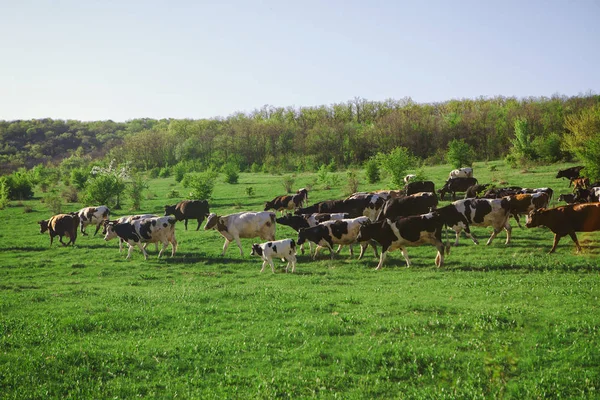 Vaches Sur Prairie Verte — Photo