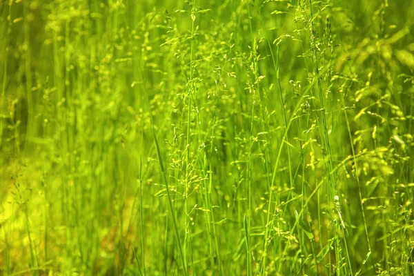 Green Grass Background Natural Texture — Stock Photo, Image