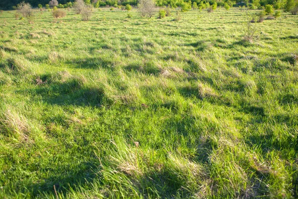 Grüne Frische Sommer Gras Hintergrund — Stockfoto