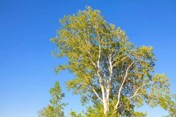 Alberi Cima Contro Cielo Blu — Foto Stock