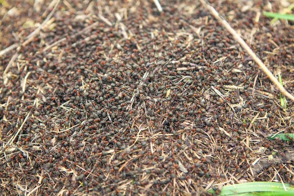 Zbliżenie Obrazu Tła Owady Ant Colony — Zdjęcie stockowe