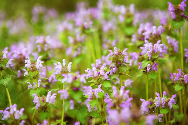 Wild Flowers Blooms — Stock Photo, Image